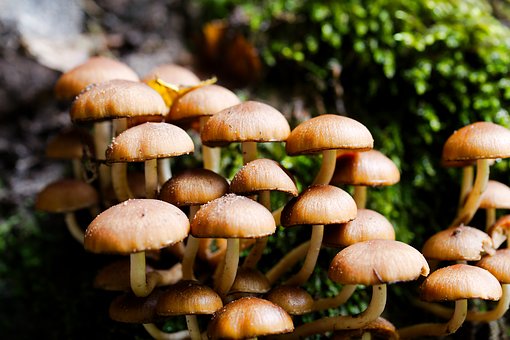 champignons